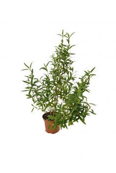 CISTUS PURPUREUS 2L...