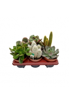 CACTUS/CRASAS MIX EXTRA...