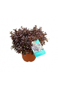 COPROSMA CHOCOLATE 10L...