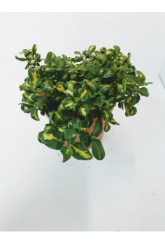 COPROSMA VARIEGATA 3L...
