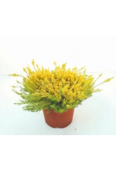 DIOSMA SUNSET 2.5L...