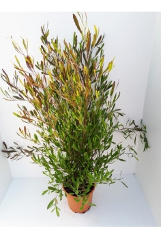 DODONEA VISCOSA 10L...