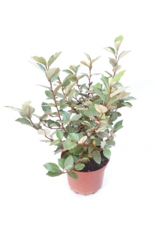 ELEAGNUS EBBINGEI 3L...