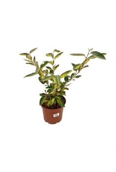 ELEAGNUS LIMELIGHT 3L...