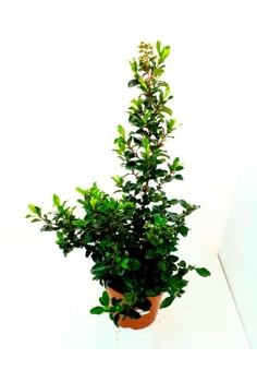 ESCALLONIA IBEYII 3L...