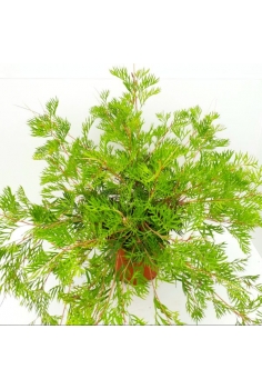 GREVILLEA ROBYN GORDON 7.5L...
