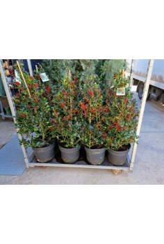 ILEX BLUE MAID C-28 (alt:...