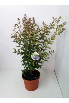 LAGERSTROEMIA 7.5L indica...