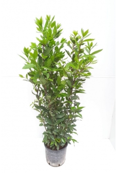 LAUREL 5L (80-100cm)...