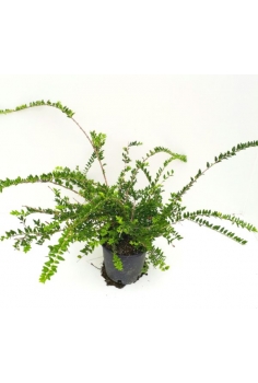 LONICERA PILEATA 3L...