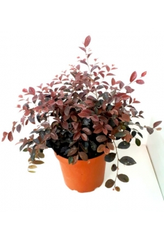 LOROPETALUM CHINENSE OTOÑO...