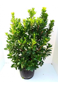 MADROÑO 25L (120-140cm)...