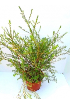 MALALEUCA FULGENS 10L...