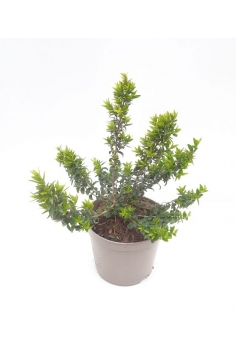 MYRTUS 3L (30-40cm)...