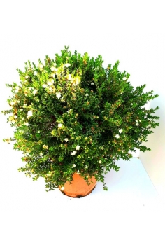 MYRTUS COMPACTUS 5L...