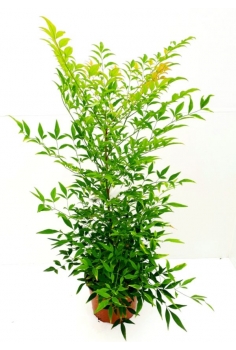 NANDINA 5L (55-65cm)...