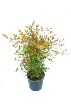 NANDINA 10L (80-100cm)...