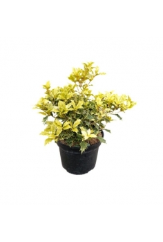 OSMANTHUS TRICOLOR 5L...