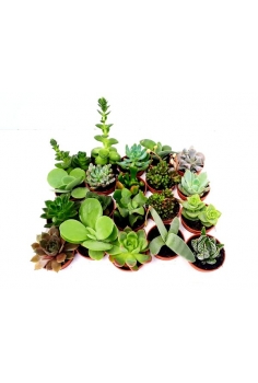 CRASAS MIX C-5,5 (10cm)...