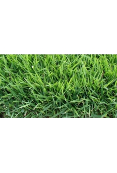 ZOYSIA JAPÓNICA 1m2...