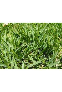 PASPALUM VAGINATUM 1m2...