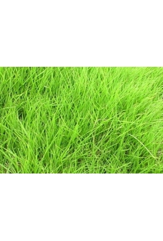 ZOYSIA TENUIFOLIA 1m2 (GEO)...