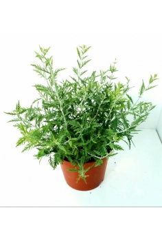 PEROVSKIA BLUE SPIRE 2.5L...