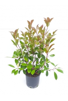 PHOTINIA RED ROBIN 5L (alt:...