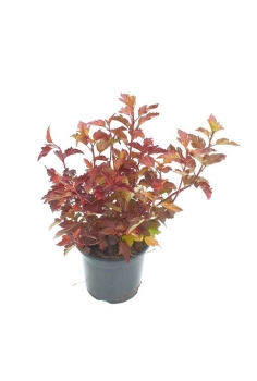 PHYSOCARPUS DIABOLO 4L...