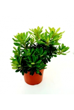 PITTOSPORUM TOBIRA 3L...