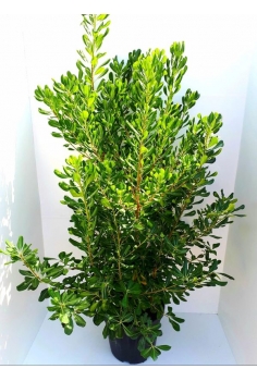 PITTOSPORUM TOBIRA 25L...
