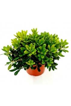 PITTOSPORUM TOBIRA NANA 5L...