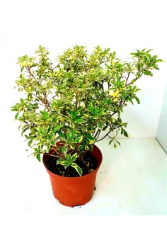 PITTOSPORUM VARIEGATA 3L...