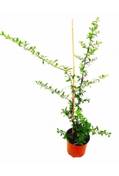 PYRACANTHA 3L (45-55cm)...