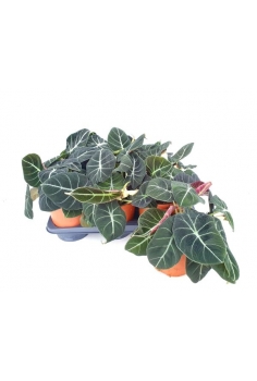 ALOCASIA BLACK VELVET C-14...