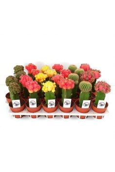 CACTUS INGERTO C-8 (12cm)...