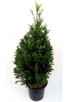 TAXUS PIRAMIDAL 15L (alt:...