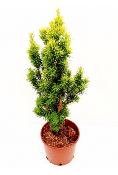 TAXUS BACCATA DAVIDII 7L...