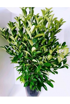 VIBURNUM LUCIDUM 30L (alt:...