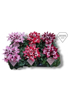 CYCLAMEN MINI DJIX MIX C-12...