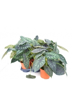 ALOCASIA DRAGON SCALE C-17...