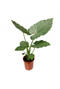 MARQUESA C-26 (alt: 120cm)...