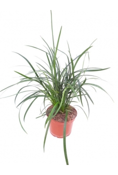 OPHIOPOGON 3L (alt: 30cm)...