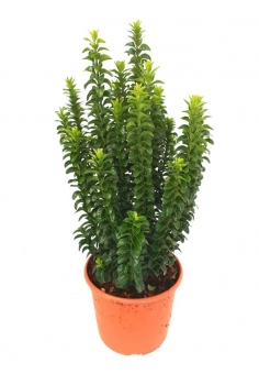 EUONYMUS BENKOMASAKI 5L...