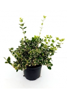 EUONYMUS FORTUNY 3L...