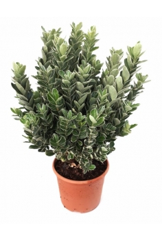 EUONYMUS COMPACTUS...