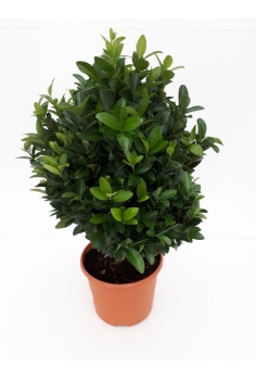 EUONYMUS JAPONICUS VERDE 5L...