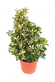 EUONYMUS LUNA 5L (45-55cm)...