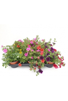 CALIBRACHOA MIX C-13 (20cm)...