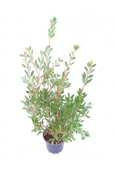 CALLISTEMON 3L (40-60cm)...